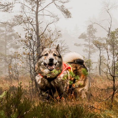 Signalsadel från Rexa, bild 5