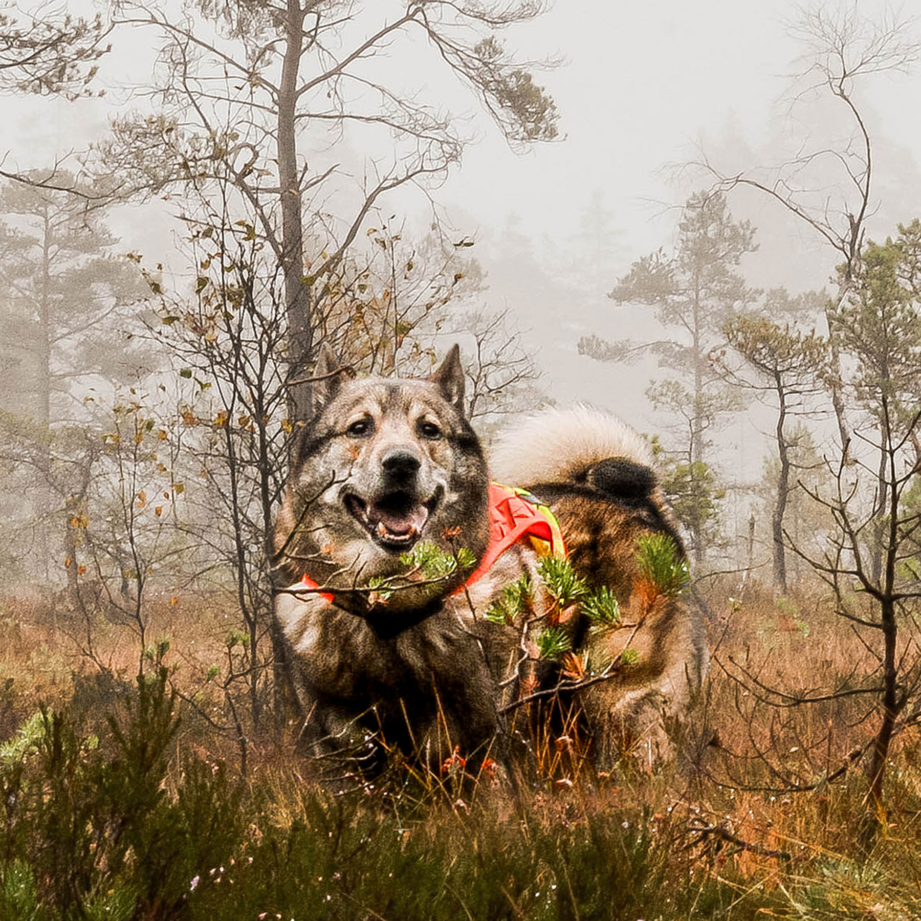 Signalsadel från Rexa, bild 5