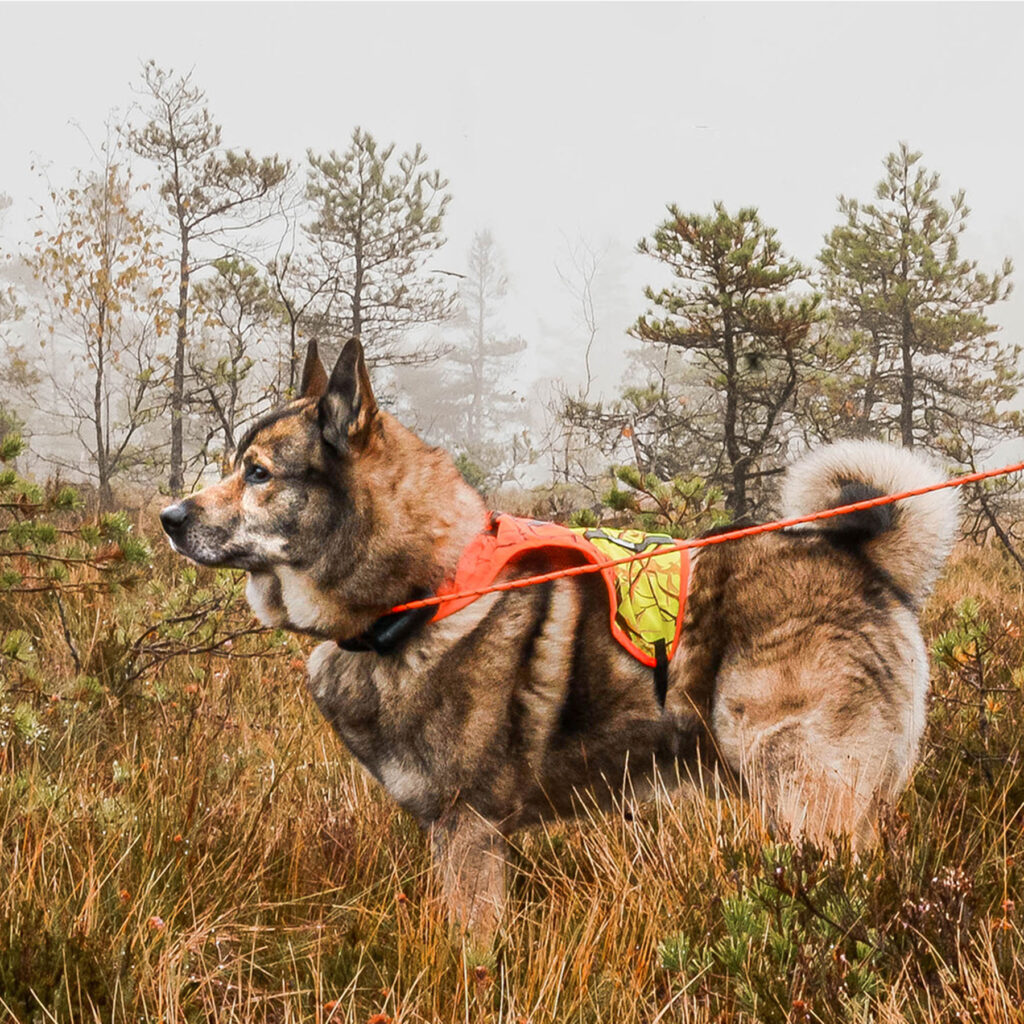 Signalsadel från Rexa, bild 2