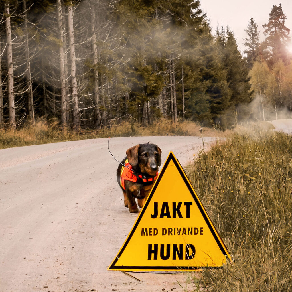 Varningstriangel- drivande hund från Grey oak, bild 2