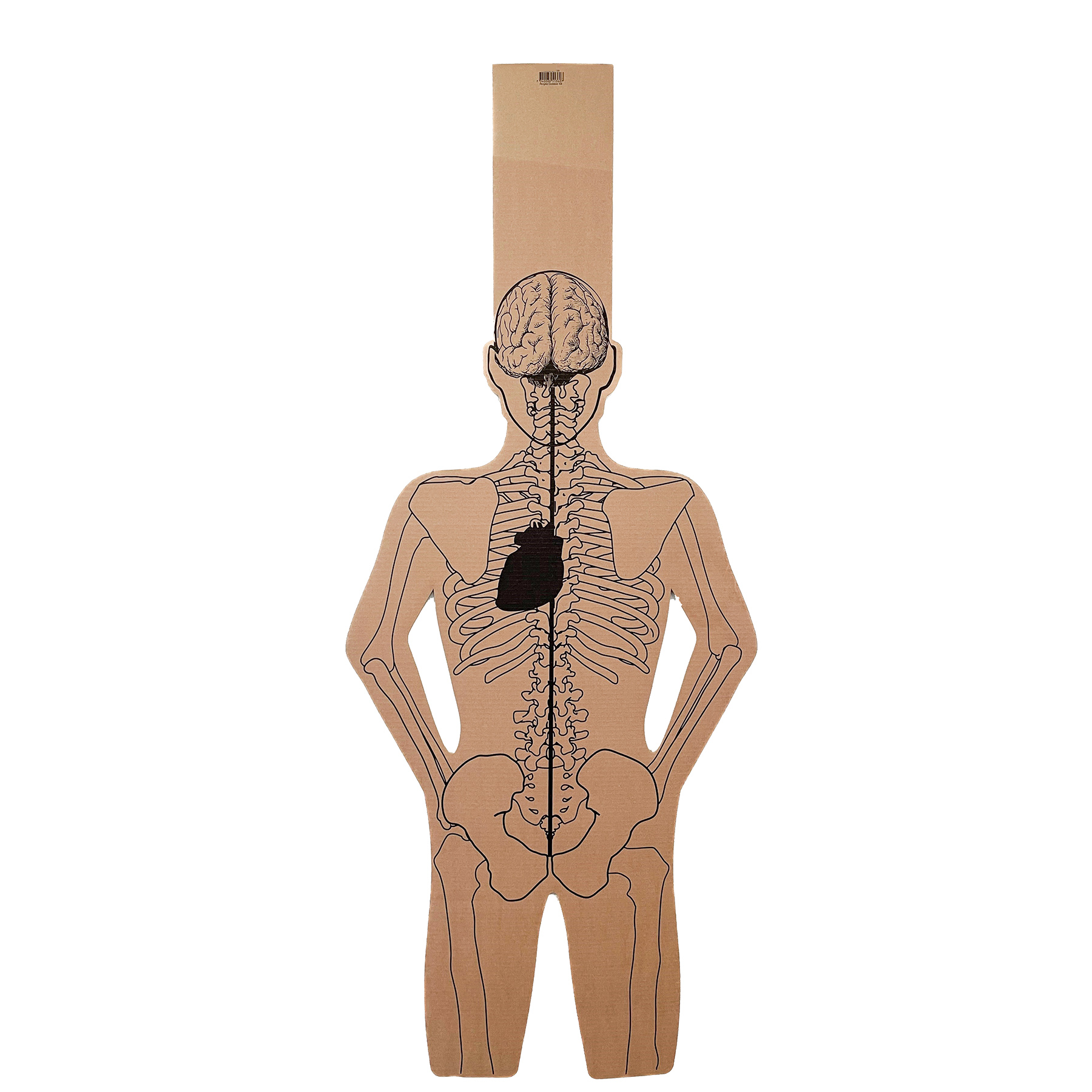 Måltavla anatomisk från Grey oak, bild 2